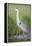 USA, Wyoming, Sublette County. Great Blue Heron standing in a wetland full of sedges in Summer.-Elizabeth Boehm-Framed Premier Image Canvas