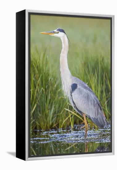 USA, Wyoming, Sublette County. Great Blue Heron standing in a wetland full of sedges in Summer.-Elizabeth Boehm-Framed Premier Image Canvas