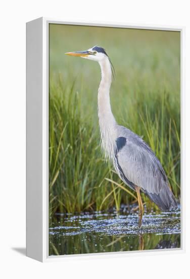 USA, Wyoming, Sublette County. Great Blue Heron standing in a wetland full of sedges in Summer.-Elizabeth Boehm-Framed Premier Image Canvas