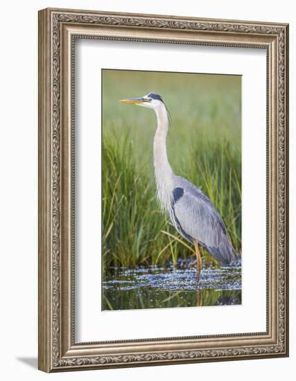 USA, Wyoming, Sublette County. Great Blue Heron standing in a wetland full of sedges in Summer.-Elizabeth Boehm-Framed Photographic Print