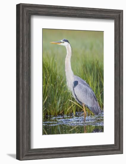 USA, Wyoming, Sublette County. Great Blue Heron standing in a wetland full of sedges in Summer.-Elizabeth Boehm-Framed Photographic Print