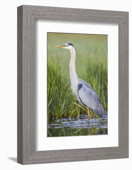 USA, Wyoming, Sublette County. Great Blue Heron standing in a wetland full of sedges in Summer.-Elizabeth Boehm-Framed Photographic Print