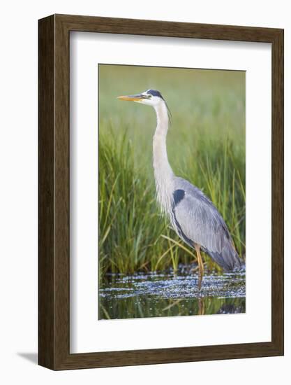 USA, Wyoming, Sublette County. Great Blue Heron standing in a wetland full of sedges in Summer.-Elizabeth Boehm-Framed Photographic Print