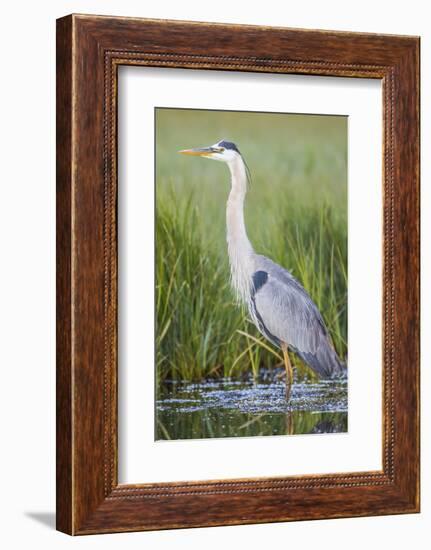 USA, Wyoming, Sublette County. Great Blue Heron standing in a wetland full of sedges in Summer.-Elizabeth Boehm-Framed Photographic Print