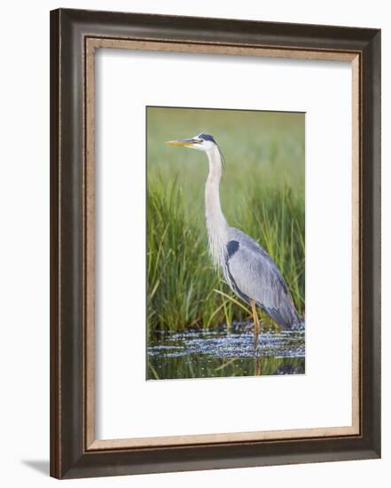 USA, Wyoming, Sublette County. Great Blue Heron standing in a wetland full of sedges in Summer.-Elizabeth Boehm-Framed Photographic Print