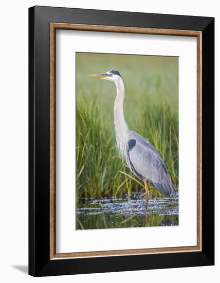 USA, Wyoming, Sublette County. Great Blue Heron standing in a wetland full of sedges in Summer.-Elizabeth Boehm-Framed Photographic Print
