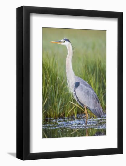 USA, Wyoming, Sublette County. Great Blue Heron standing in a wetland full of sedges in Summer.-Elizabeth Boehm-Framed Photographic Print