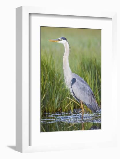 USA, Wyoming, Sublette County. Great Blue Heron standing in a wetland full of sedges in Summer.-Elizabeth Boehm-Framed Photographic Print