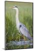 USA, Wyoming, Sublette County. Great Blue Heron standing in a wetland full of sedges in Summer.-Elizabeth Boehm-Mounted Photographic Print