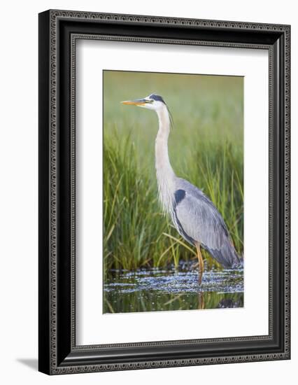 USA, Wyoming, Sublette County. Great Blue Heron standing in a wetland full of sedges in Summer.-Elizabeth Boehm-Framed Photographic Print