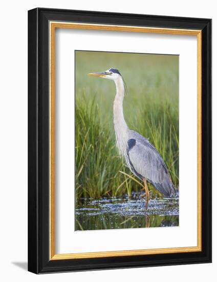 USA, Wyoming, Sublette County. Great Blue Heron standing in a wetland full of sedges in Summer.-Elizabeth Boehm-Framed Photographic Print