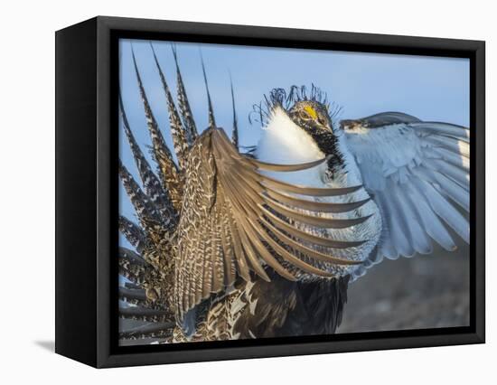 USA, Wyoming, Sublette County. Greater Sage Grouse male stretching his wings.-Elizabeth Boehm-Framed Premier Image Canvas
