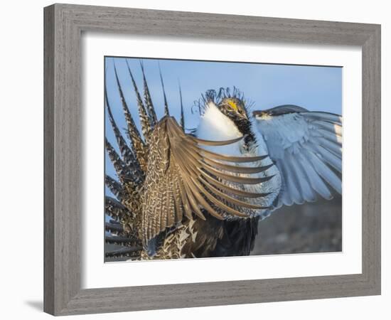 USA, Wyoming, Sublette County. Greater Sage Grouse male stretching his wings.-Elizabeth Boehm-Framed Photographic Print