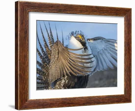 USA, Wyoming, Sublette County. Greater Sage Grouse male stretching his wings.-Elizabeth Boehm-Framed Photographic Print