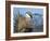 USA, Wyoming, Sublette County. Greater Sage Grouse male stretching his wings.-Elizabeth Boehm-Framed Photographic Print