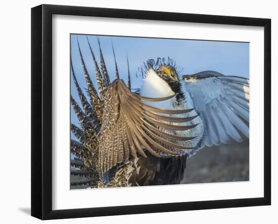 USA, Wyoming, Sublette County. Greater Sage Grouse male stretching his wings.-Elizabeth Boehm-Framed Photographic Print