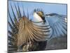 USA, Wyoming, Sublette County. Greater Sage Grouse male stretching his wings.-Elizabeth Boehm-Mounted Photographic Print