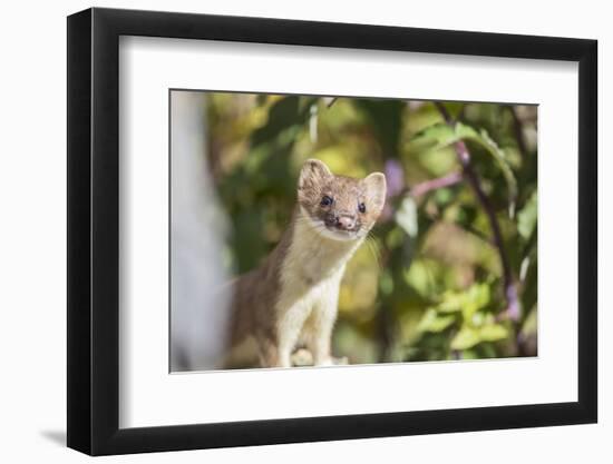 USA, Wyoming, Sublette County, Long-Tailed Weasel-Elizabeth Boehm-Framed Photographic Print