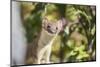 USA, Wyoming, Sublette County, Long-Tailed Weasel-Elizabeth Boehm-Mounted Photographic Print