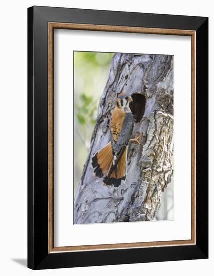 USA, Wyoming, Sublette County, Male American Kestrel at Nest Cavity-Elizabeth Boehm-Framed Photographic Print