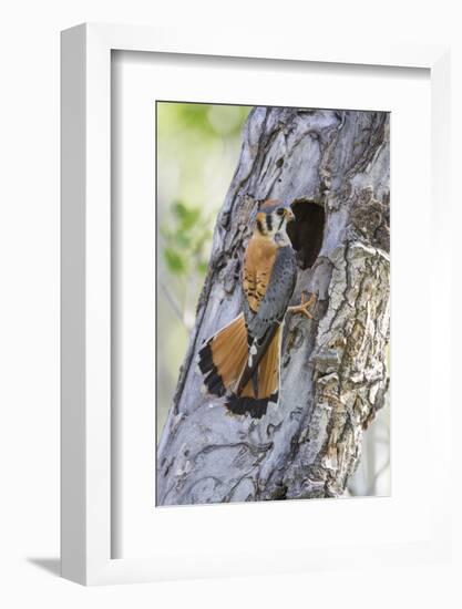 USA, Wyoming, Sublette County, Male American Kestrel at Nest Cavity-Elizabeth Boehm-Framed Photographic Print