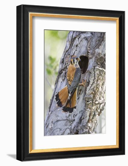 USA, Wyoming, Sublette County, Male American Kestrel at Nest Cavity-Elizabeth Boehm-Framed Photographic Print
