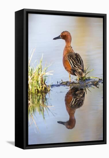 USA, Wyoming, Sublette County, Male Cinnamon Teal Reflected in Pond-Elizabeth Boehm-Framed Premier Image Canvas
