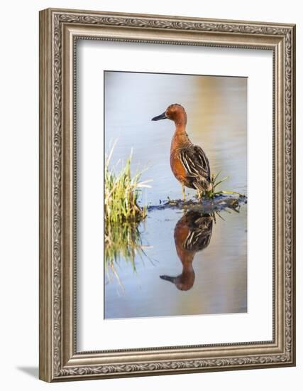 USA, Wyoming, Sublette County, Male Cinnamon Teal Reflected in Pond-Elizabeth Boehm-Framed Photographic Print