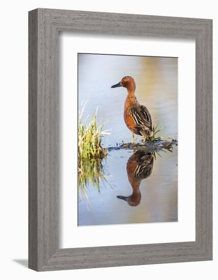 USA, Wyoming, Sublette County, Male Cinnamon Teal Reflected in Pond-Elizabeth Boehm-Framed Photographic Print