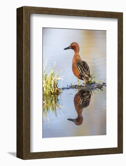 USA, Wyoming, Sublette County, Male Cinnamon Teal Reflected in Pond-Elizabeth Boehm-Framed Photographic Print