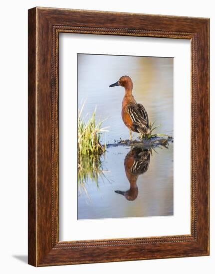 USA, Wyoming, Sublette County, Male Cinnamon Teal Reflected in Pond-Elizabeth Boehm-Framed Photographic Print