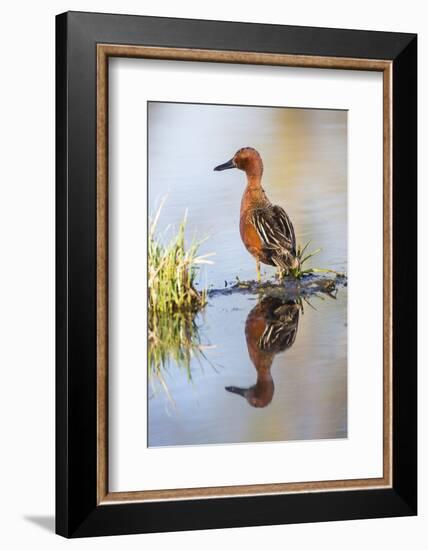 USA, Wyoming, Sublette County, Male Cinnamon Teal Reflected in Pond-Elizabeth Boehm-Framed Photographic Print