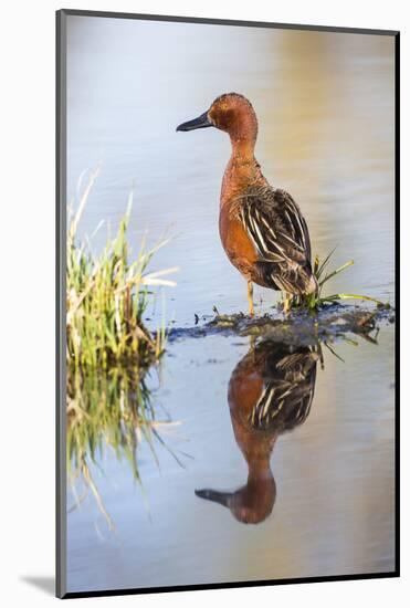 USA, Wyoming, Sublette County, Male Cinnamon Teal Reflected in Pond-Elizabeth Boehm-Mounted Photographic Print