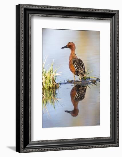 USA, Wyoming, Sublette County, Male Cinnamon Teal Reflected in Pond-Elizabeth Boehm-Framed Photographic Print