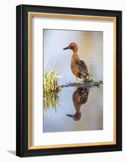 USA, Wyoming, Sublette County, Male Cinnamon Teal Reflected in Pond-Elizabeth Boehm-Framed Photographic Print