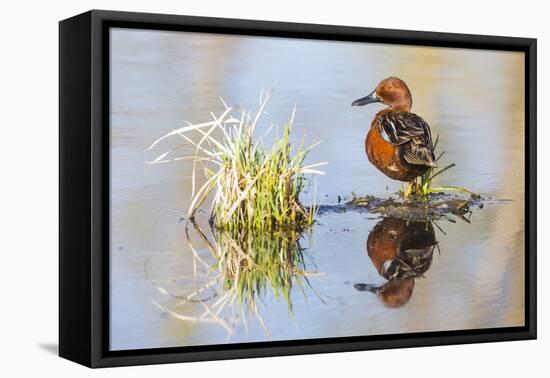 USA, Wyoming, Sublette County, Male Cinnamon Teal Reflected in Pond-Elizabeth Boehm-Framed Premier Image Canvas