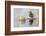 USA, Wyoming, Sublette County, Male Cinnamon Teal Reflected in Pond-Elizabeth Boehm-Framed Photographic Print