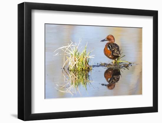USA, Wyoming, Sublette County, Male Cinnamon Teal Reflected in Pond-Elizabeth Boehm-Framed Photographic Print