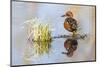 USA, Wyoming, Sublette County, Male Cinnamon Teal Reflected in Pond-Elizabeth Boehm-Mounted Photographic Print