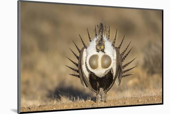 USA, Wyoming, Sublette County. Male Greater Sage Grouse displays on a lek in Spring.-Elizabeth Boehm-Mounted Photographic Print