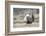 USA, Wyoming, Sublette County. Male Greater Sage Grouse struts on a lek in Spring.-Elizabeth Boehm-Framed Photographic Print