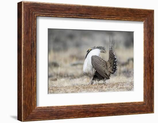 USA, Wyoming, Sublette County. Male Greater Sage Grouse struts on a lek in Spring.-Elizabeth Boehm-Framed Photographic Print