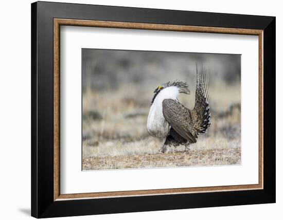 USA, Wyoming, Sublette County. Male Greater Sage Grouse struts on a lek in Spring.-Elizabeth Boehm-Framed Photographic Print