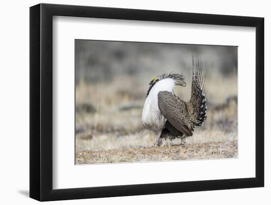 USA, Wyoming, Sublette County. Male Greater Sage Grouse struts on a lek in Spring.-Elizabeth Boehm-Framed Photographic Print