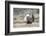 USA, Wyoming, Sublette County. Male Greater Sage Grouse struts on a lek in Spring.-Elizabeth Boehm-Framed Photographic Print