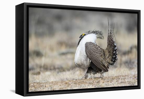 USA, Wyoming, Sublette County. Male Greater Sage Grouse struts on a lek in Spring.-Elizabeth Boehm-Framed Premier Image Canvas