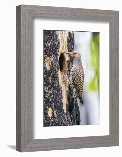 USA, Wyoming, Sublette County. Male Northern Flicker sitting at the entrance to it's cavity nest.-Elizabeth Boehm-Framed Photographic Print