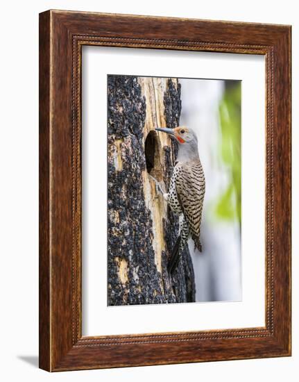 USA, Wyoming, Sublette County. Male Northern Flicker sitting at the entrance to it's cavity nest.-Elizabeth Boehm-Framed Photographic Print