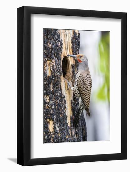 USA, Wyoming, Sublette County. Male Northern Flicker sitting at the entrance to it's cavity nest.-Elizabeth Boehm-Framed Photographic Print