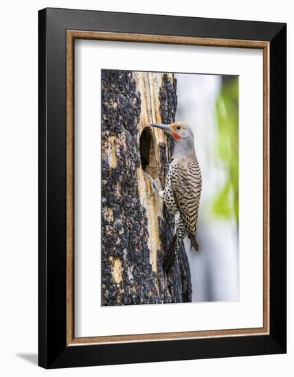 USA, Wyoming, Sublette County. Male Northern Flicker sitting at the entrance to it's cavity nest.-Elizabeth Boehm-Framed Photographic Print